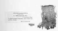 Cladonia amaurocraea image